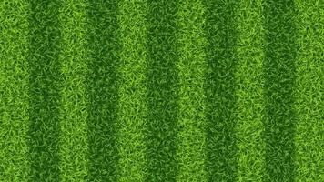 Striped soccer football grass field vector texture. Green grass pattern for sport background