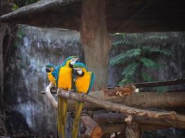 parrot bird blue yellow color wildlife animal natural couple two pet wing macaw love zoo beautiful kiss funny pretty african rainforest fauna jungle perch bright cute family parakeet environment save photo