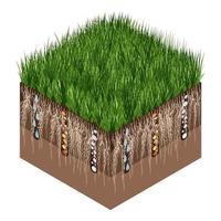 Lawn care - aeration and scarification. Labels by stage- after. Intake of substances-water, oxygen, and nutrients to feed the grass and soil. Vector isometric illustration isolated