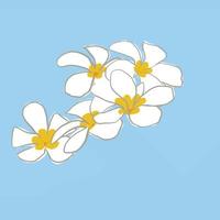 Frangipani or plumeria tropical flower yellow and white frangipani isolated vector