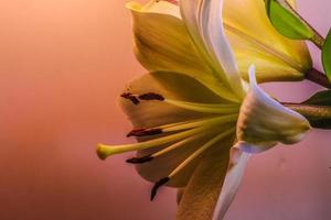 Day lilies . Close up of side view photo