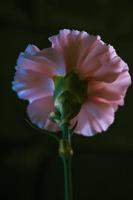 Pink Carnation . Rear view . Close up photo