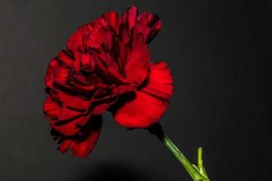 Red Carnation . Side view . Close up photo