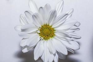 White Common Daisy . Frontal view . Close up photo