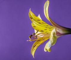 Yellow Peruvian Lily, side view close up photo