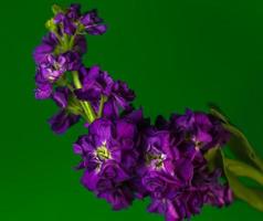 A deep purple Brompton Stock bloom on a rich green background photo