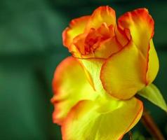 A bright yellow and orange Tea Rose photo