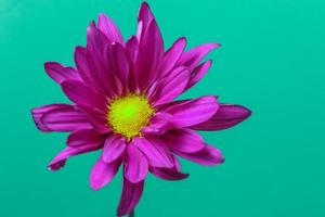 Magenta Pyrethrum Daisy , frontal close up photo