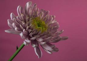 A pink Florist's Daisy . Flower head . Oblique view photo