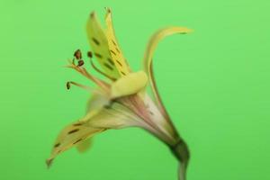 Peruvian Lily, angled side view close up photo
