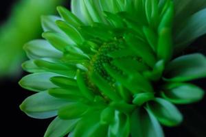 An oblique macro image of green and white Florist's Daisy photo