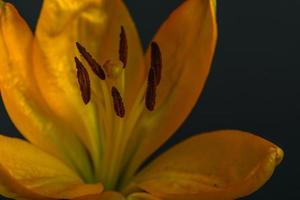 Daylily , partial frontal close up showing stamens photo