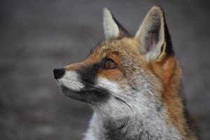 The red fox photo