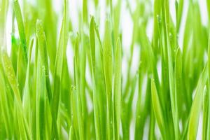 Close up blades of green grass photo