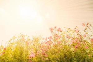 Blooming pink cosmos flowers photo