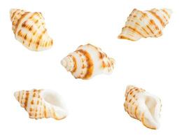 Conch shall isolated on white photo
