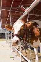 cow in farm photo