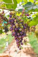 Red Grapes on the vine photo