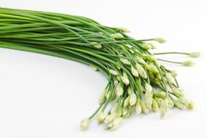 Chives flower on white photo