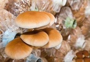 Agrocybe cycindracea mushrooms photo