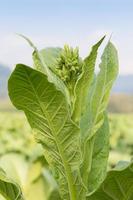 nicotiana tabacum planta herbácea foto