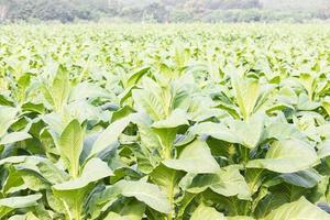 Close up Common tobacco photo