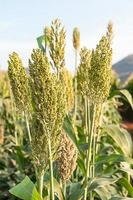 campo de sorgo o mijo foto