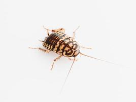 cockroach on white background photo