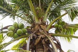 Coconut on tree photo