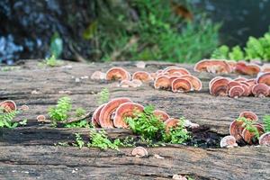 Close up shot of mushroom on timber wood photo