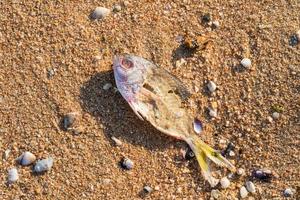 Dead fish at shore photo