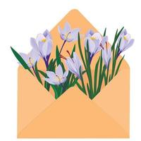 Spring snowdrops flowers violet crocus .Crocus heuffelianus  . Vector illustration. Primroses in a vintage envelope. a delicate element for an invitation, a postcard, a wedding. Isolated on a white