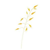 Vector illustration of granola oatmeal drain. Dry yellow branch of barley on a thin stalk. Oat seeds in the field. Wheat. Illustration for the cereal. Isolated on a white background. Oat milk