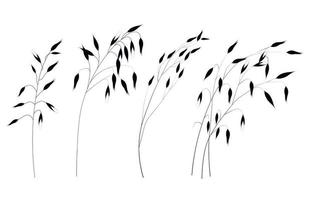 Ears of oats. Monochrome. Vector illustration of a black silhouette of grain spikelets. Isolated on a white background.