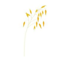 Vector illustration of granola oatmeal drain. Dry yellow branch of barley on a thin stalk. Oat seeds in the field. Wheat. Illustration for the cereal. Isolated on a white background. Oat milk