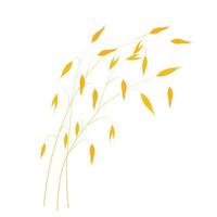 Vector illustration of granola oatmeal drain. Dry yellow branch of barley on a thin stalk. Oat seeds in the field. Wheat. Illustration for the cereal. Isolated on a white background. Oat milk