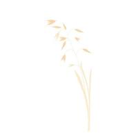 Vector illustration of granola oatmeal drain. Dry yellow branch of barley on a thin stalk. Oat seeds in the field. Wheat. Illustration for the cereal. Isolated on a white background. Oat milk