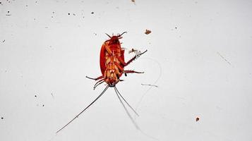 muerto cucaracha marrón insecto dar la vuelta foto