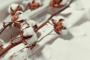 Cotton branch with dry flowers, close up photo