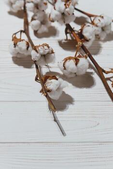 Cotton branch with dry flowers, close up photo