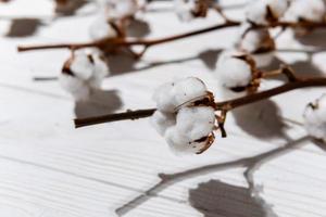 Cotton branch with dry flowers, close up photo