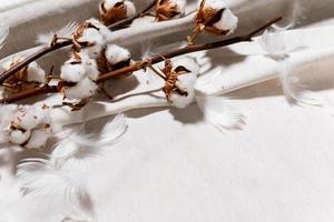 Cotton branch with dry flowers, close up photo