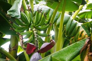 Banana blossom on the tree in the garden, stock photo