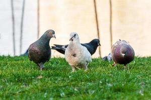 Pigeons walk on the grass photo