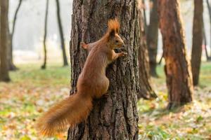 Quick Squirrel in the search for nuts photo