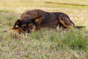 Old dog posing and resting on the grass close-up photo