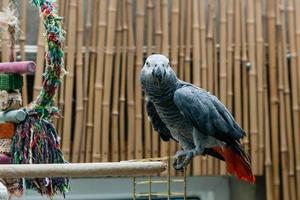 Parrot Jaco sits on a cage photo