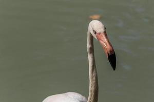 Flamingo walks on water photo