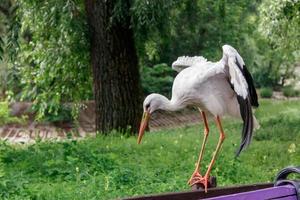 beautiful stork stands on a fence photo