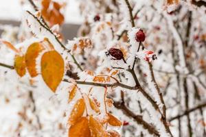 Leaves covered with hoarfrost and snow close up photo